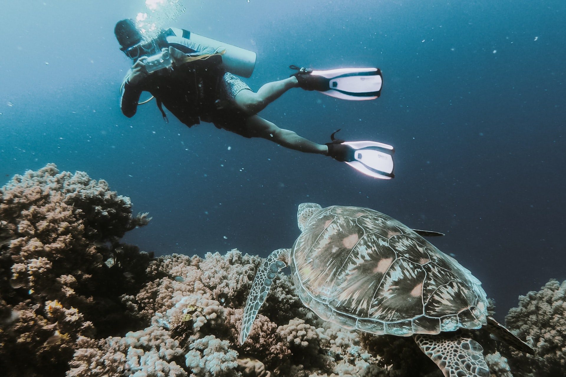 Person Swimming Under Water Taking Photo of Turtle